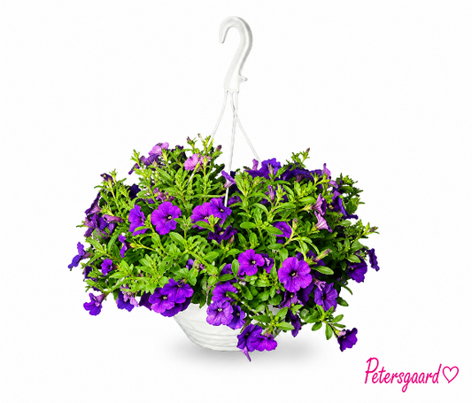 Ampel petunia Lilla