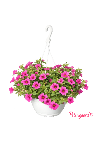Ampel petunia Pink