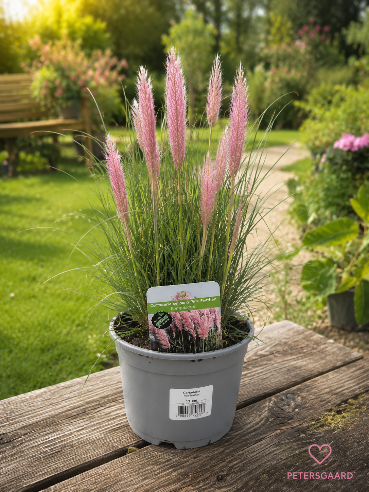 Pampasgræs Rosa