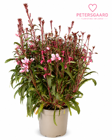 Gaura (Pragtlys) – 17 cm potte