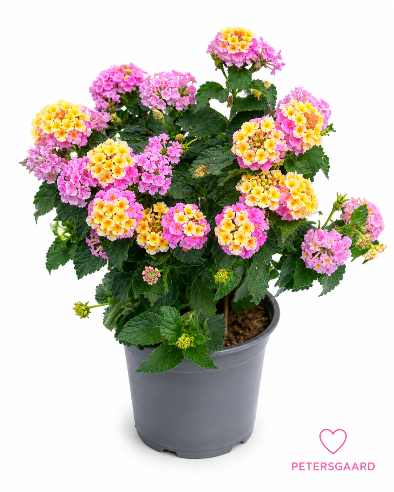 Ildkrone - Lantana Rosa