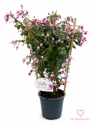 Fuchsia på Espalier