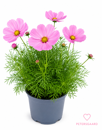 Cosmos Lyserød