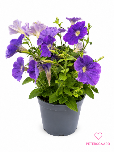 Petunia Blå/Lilla