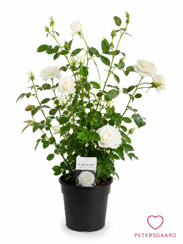 Claus Dalby rose