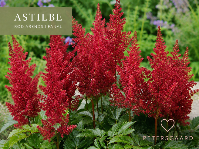 Astilbe Rød