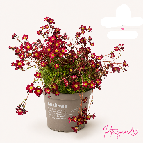 Saxifraga Rød stenbedsplante