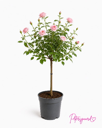 Opstammet rose - Lyserød