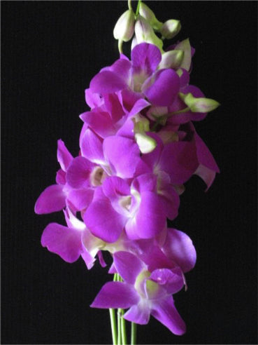 Dendrobium Pink