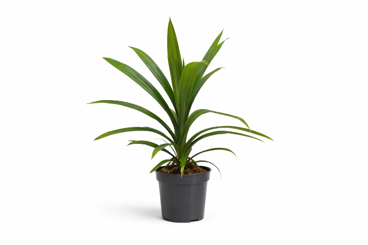 Pandanus skruelilje