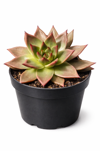 Echeveria Red Tips