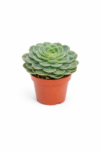 Echeveria Rosetta Taco