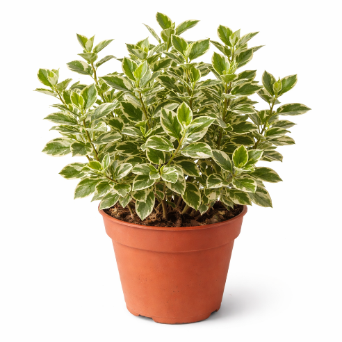 Euonymus ‘Emerald Gaiety’ - Broget benved