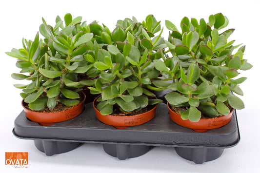 Crassula Minova magic