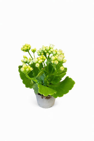 Kalanchoe Hvid Mini