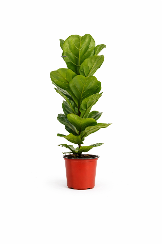 Ficus Lyrata -  Violinfigen