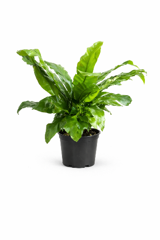 Fugleredebregne - Asplenium Gloria