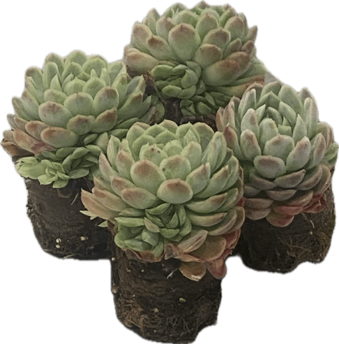 Echeveria løg Hybrid i 11 cm potte
