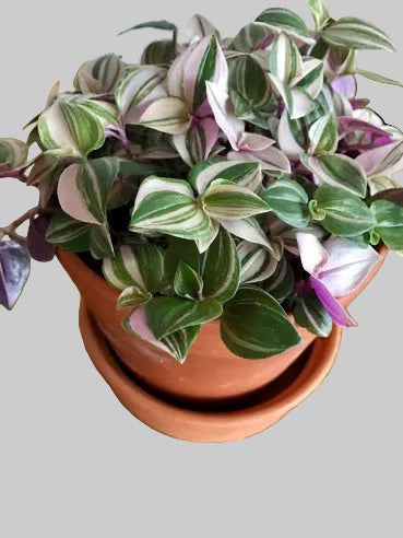 tradescantia (vandrepil) i mini potte