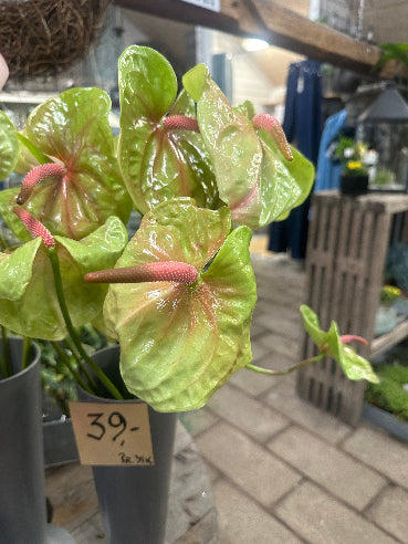 Afskåren anthurium lime
