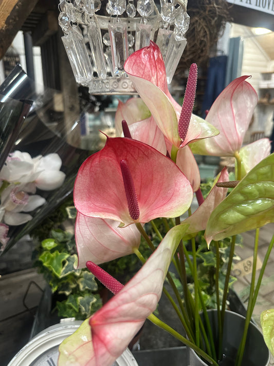 Afskåren anthurium rosa