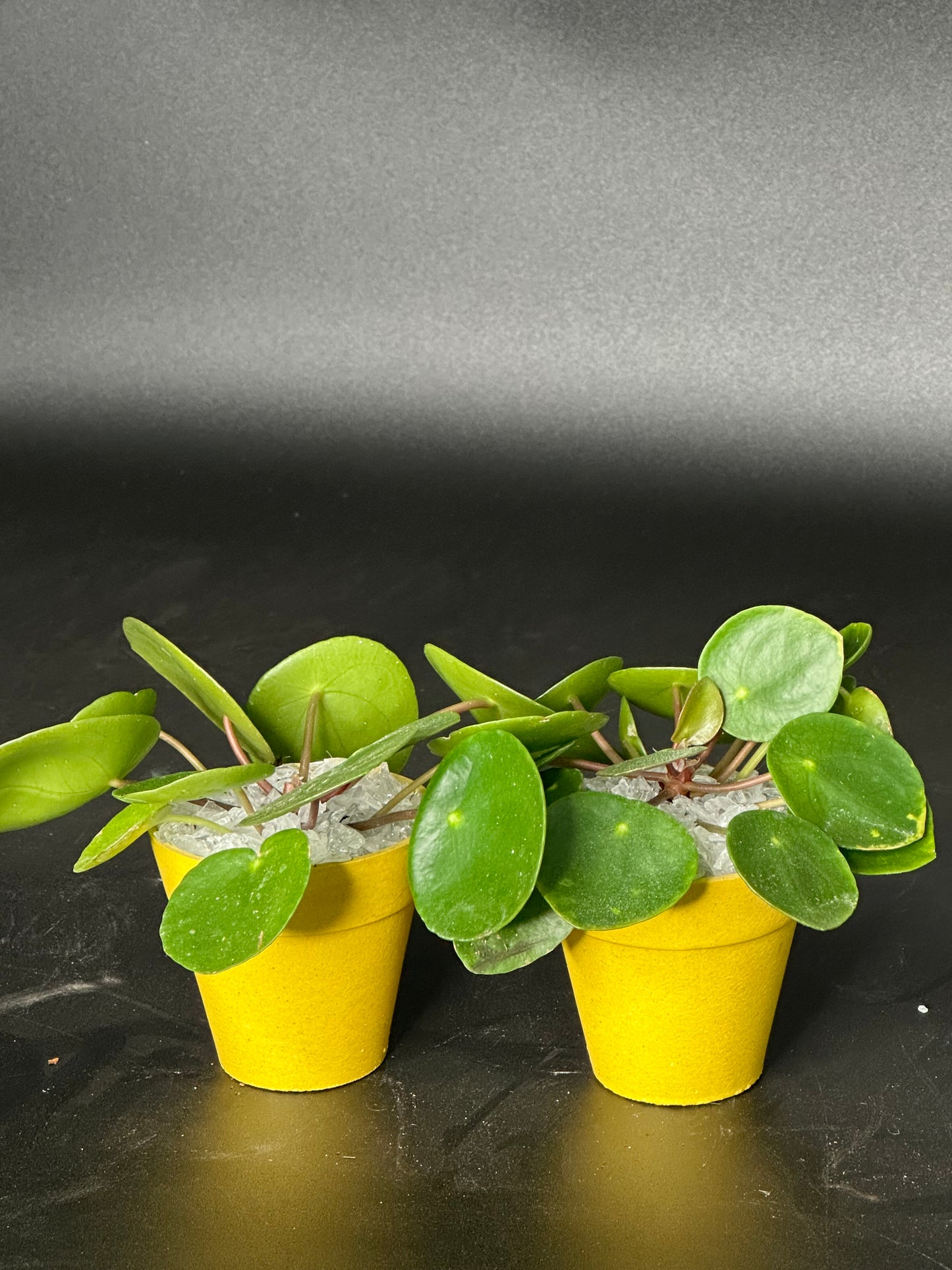 Pilea i potte - sætvis