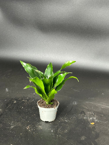 Dracaena Derem Mini