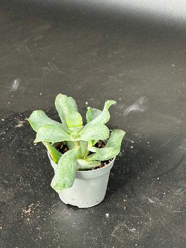 Crassula Abor. Curly