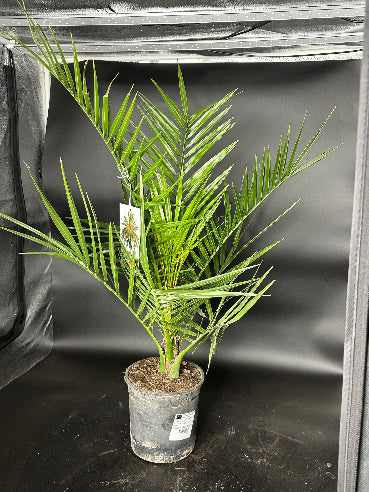 Phoenix Palme