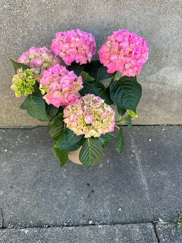 Hortensia Lyserød