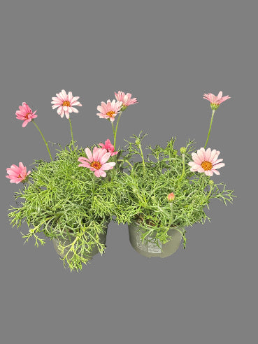 Marokansk margurit i rosa