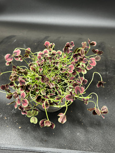 Trifolium kløver Mat rød