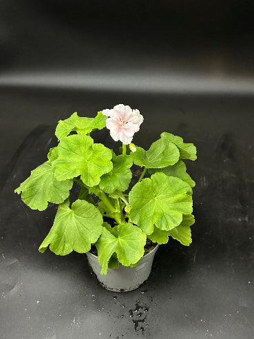 Dronning Ingrid Pelagonia