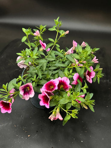 Petunia Lyserød med pink øje