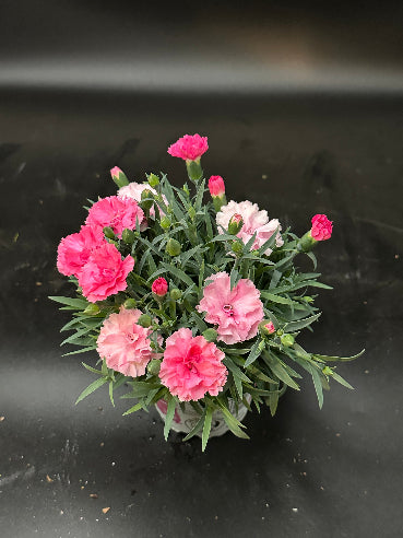 Nelliker Lyserød/pink