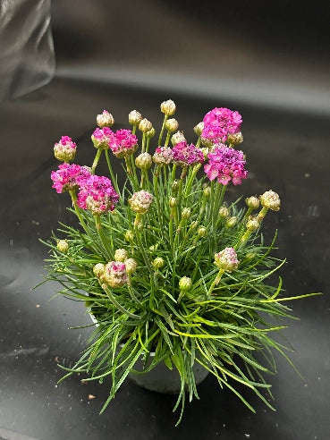 Armeria pink - Engelsk græs