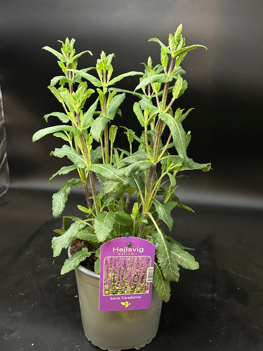 Salvia staude