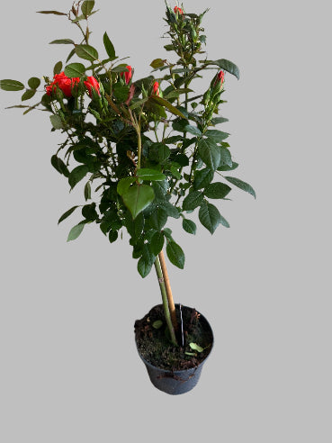 Opstammet rose - Royal Orange