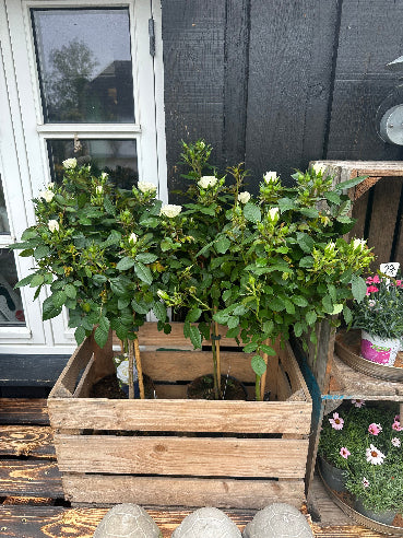 Opstammet rose - Hvid