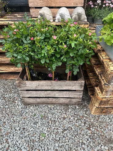 Opstammet rose - Lyserød