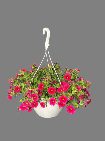 Ampel petunia Koral farve