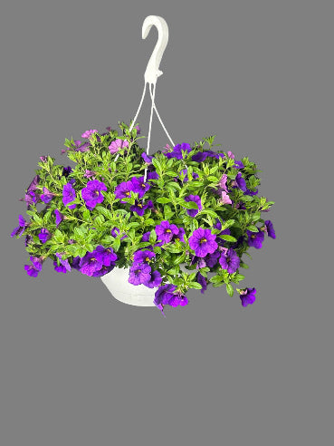 Ampel petunia Lilla