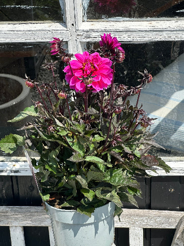 Dahlia Pink med mørkt løv