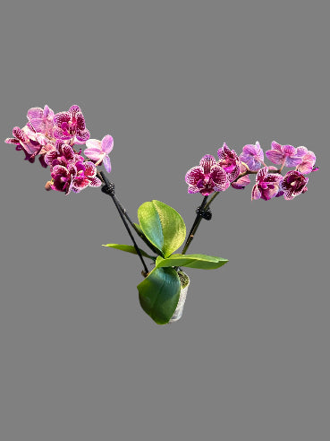 Mini orkide Bordeaux