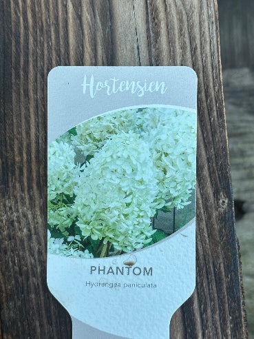 Phantom Hydrengea Paniculata