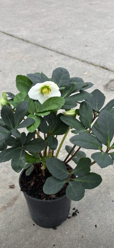 Juleroser - Helleborus i hvid
