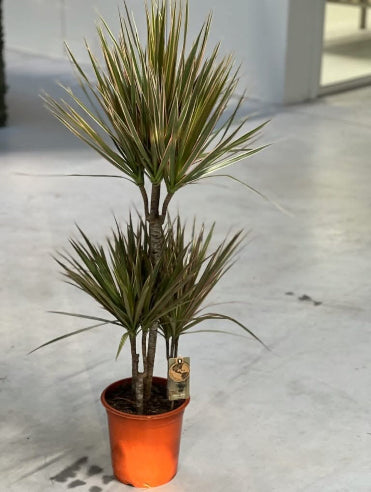 Dracaena STOR - Drageplante