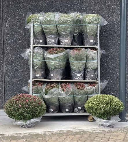 Kugle Chrysanthemum XXL - Hvid