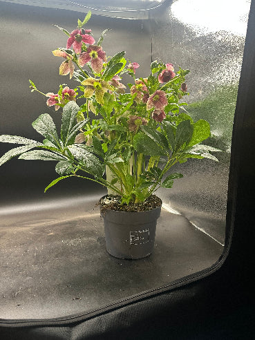 Juleroser ROSA - Helleborus KÆMPE