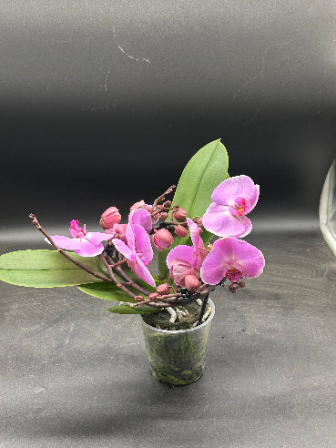 Orkide Rosa
